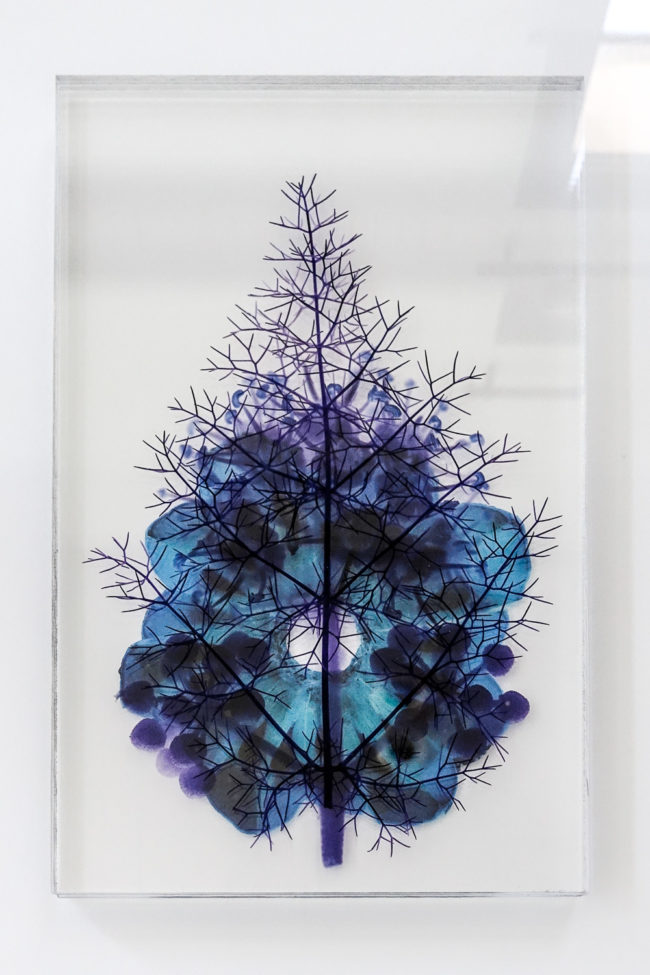 Numérisation directe de végétaux, fleurs, fruits. impressions UV altuglass. Bacchus 20 x 32 cm. Fœniculum vulgare 7.05.2009-2. Hereda helix 23.09.2007-7. Pinus h. 8.09.2002-1.