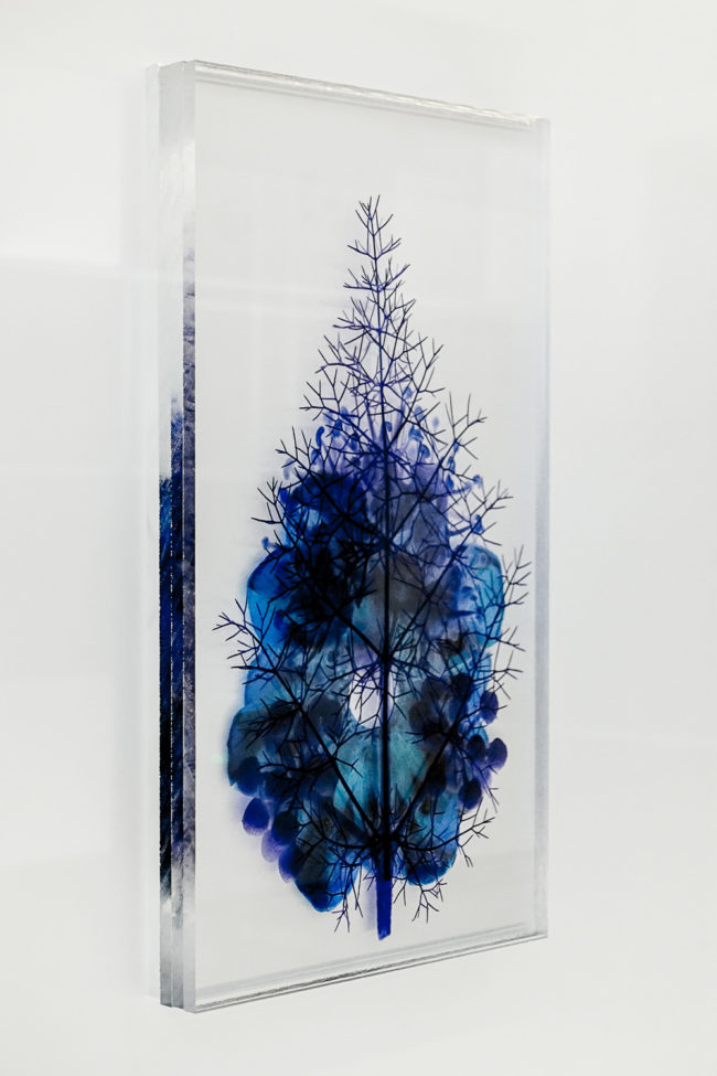 Numérisation directe de végétaux, fleurs, fruits. impressions UV altuglass. Bacchus 20 x 32 cm. Fœniculum vulgare 7.05.2009-2. Hereda helix 23.09.2007-7. Pinus h. 8.09.2002-1.