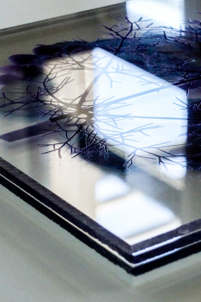 Numérisation directe de végétaux, fleurs, fruits. impressions UV altuglass. Bacchus 20 x 32 cm. Fœniculum vulgare 7.05.2009-2. Hereda helix 23.09.2007-7. Pinus h. 8.09.2002-1.