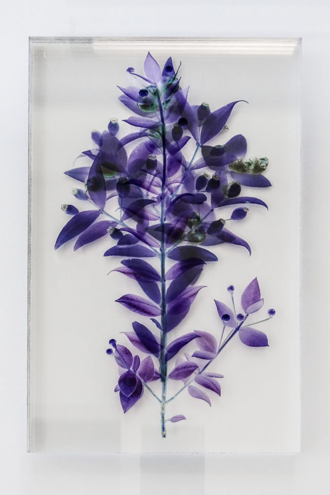 Numérisation directe de végétaux, fleurs, fruits. impressions UV altuglass. Artemis 20 x 32 cm. Myrtus communis I. Myrtus communis III. Myrtus communis VII b.