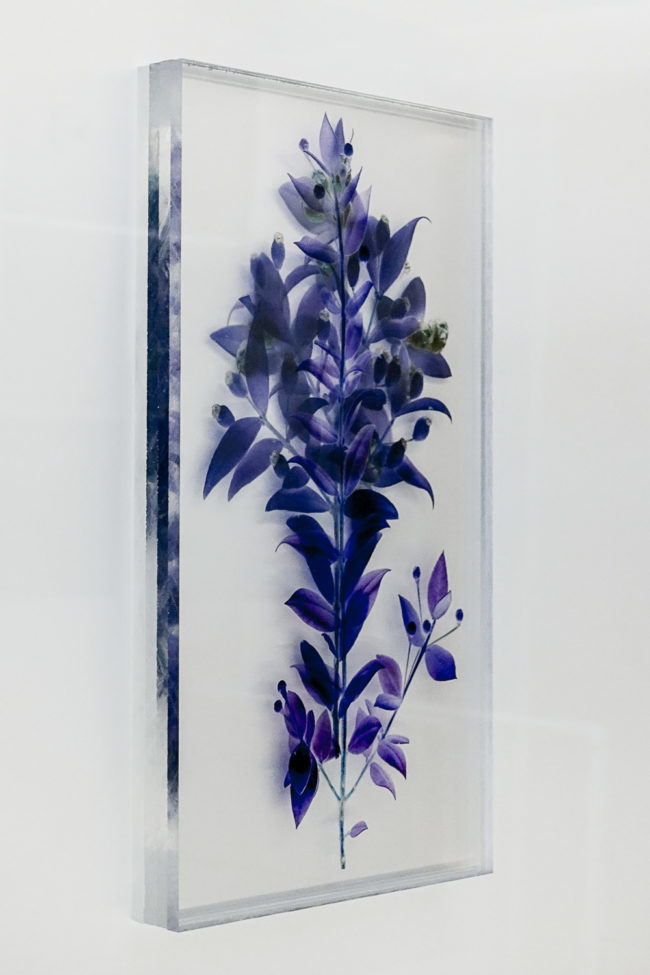 Numérisation directe de végétaux, fleurs, fruits. impressions UV altuglass. Artemis 20 x 32 cm. Myrtus communis I. Myrtus communis III. Myrtus communis VII b.