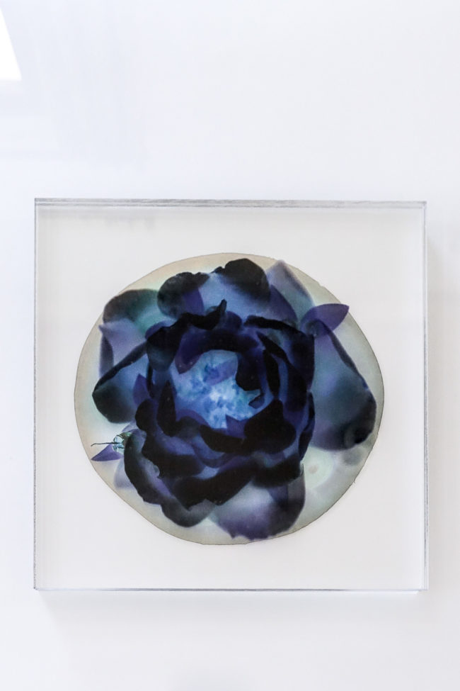 Numérisation directe de végétaux, fleurs, fruits. impressions UV altuglass. Aphrodite 22 x 22 cm. Myrtus communis. Punica granatum. Rosa.