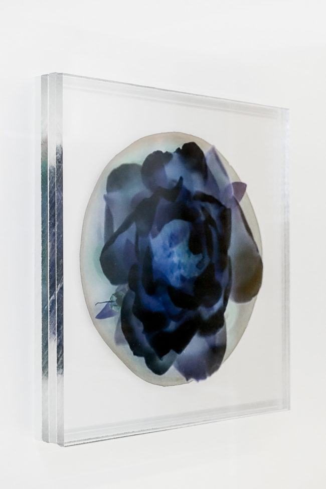 Numérisation directe de végétaux, fleurs, fruits. impressions UV altuglass. Aphrodite 22 x 22 cm. Myrtus communis. Punica granatum. Rosa.