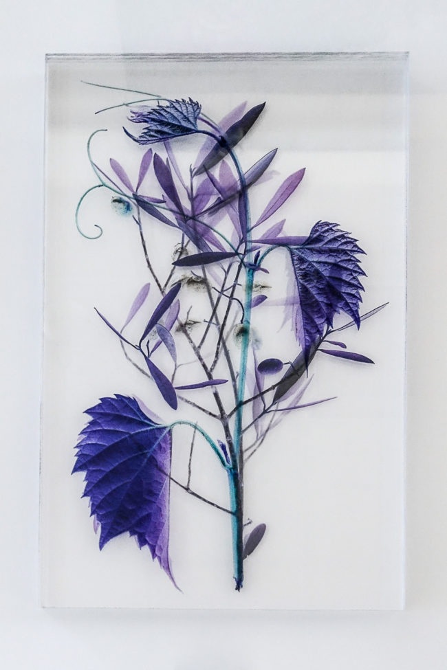 Numérisation directe de végétaux, fleurs, fruits. impressions UV altuglass. Athena 20 x 32 cm. Olea europaea L. I. Olea europaea L. V. Vitis vinifera 11.05.2009.