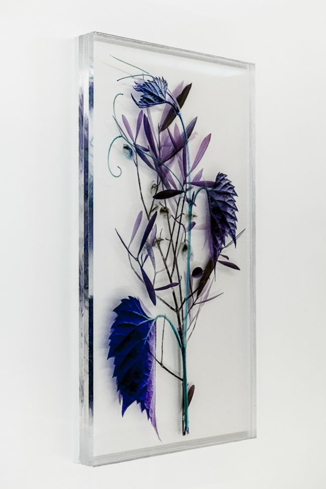 Numérisation directe de végétaux, fleurs, fruits. impressions UV altuglass. Athena 20 x 32 cm. Olea europaea L. I. Olea europaea L. V. Vitis vinifera 11.05.2009.