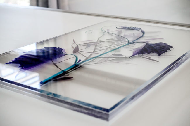 Numérisation directe de végétaux, fleurs, fruits. impressions UV altuglass. Athena 20 x 32 cm. Olea europaea L. I. Olea europaea L. V. Vitis vinifera 11.05.2009.