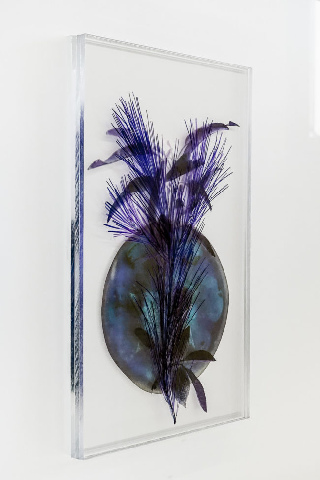 Numérisation directe de végétaux, fleurs, fruits. impressions UV altuglass. Athis 20 x 32 cm. Pinus halepensis. Prunus dulcis VIII a. Punica granatum I e (inv hd) & II.