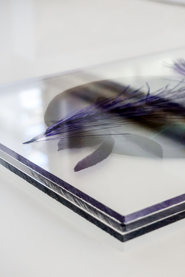 Numérisation directe de végétaux, fleurs, fruits. impressions UV altuglass. Athis 20 x 32 cm. Pinus halepensis. Prunus dulcis VIII a. Punica granatum I e (inv hd) & II.