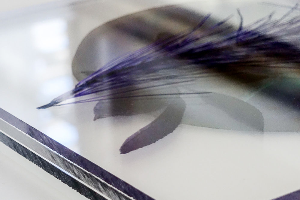 Numérisation directe de végétaux, fleurs, fruits. impressions UV altuglass. Athis 20 x 32 cm. Pinus halepensis. Prunus dulcis VIII a. Punica granatum I e (inv hd) & II.