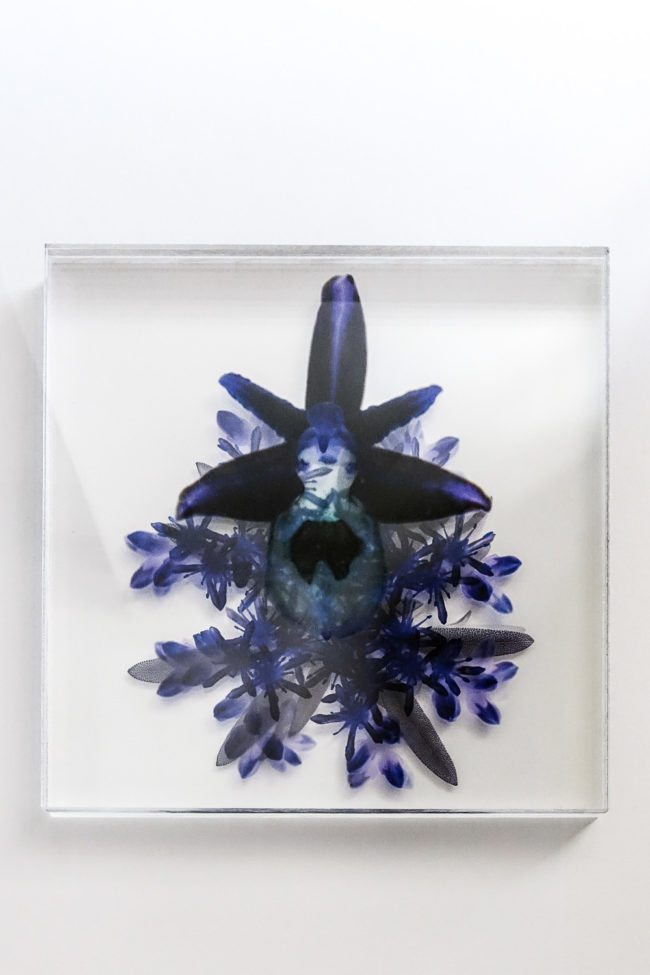 Numérisation directe de végétaux, fleurs, fruits. impressions UV altuglass. Zeus d 22 x 22 cm. Salvia officinalis II b. Sedum sediforme 2.07.2008-3or. Ophrys V.