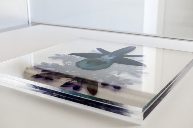 Numérisation directe de végétaux, fleurs, fruits. impressions UV altuglass. Zeus d 22 x 22 cm. Salvia officinalis II b. Sedum sediforme 2.07.2008-3or. Ophrys V.