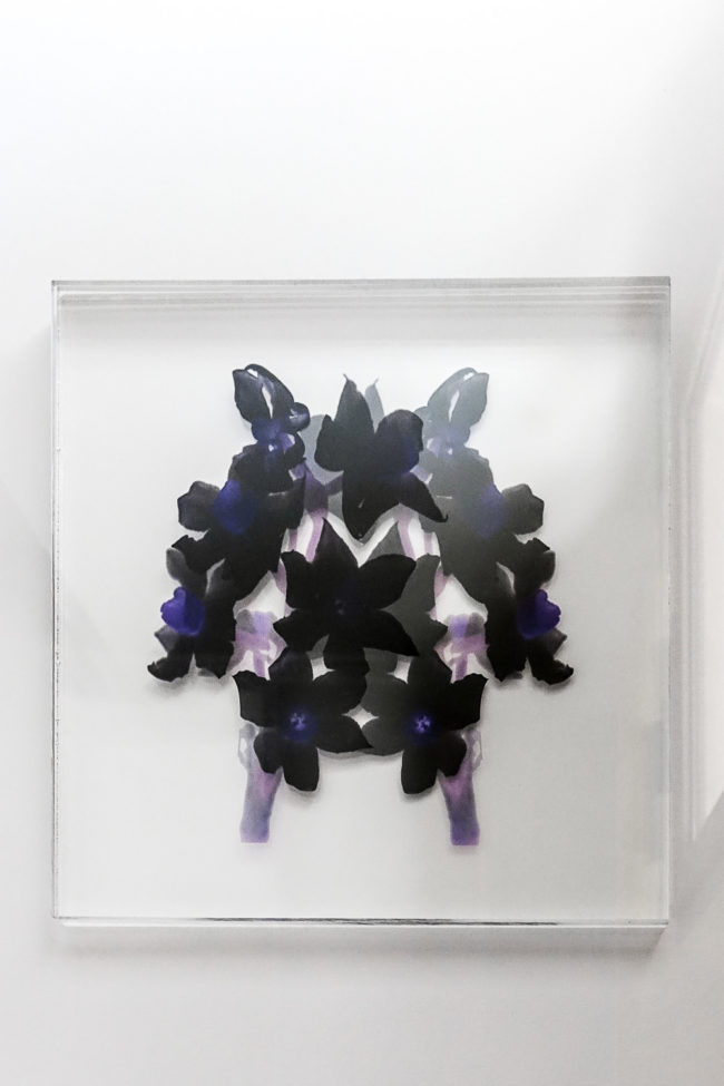 Numérisation directe de végétaux, fleurs, fruits. impressions UV altuglass. Perséphone d 22 x 22 cm. Narcissus poeticus II bis.