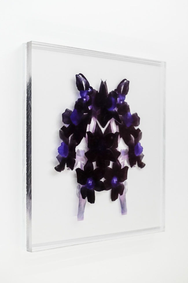 Numérisation directe de végétaux, fleurs, fruits. impressions UV altuglass. Perséphone d 22 x 22 cm. Narcissus poeticus II bis.