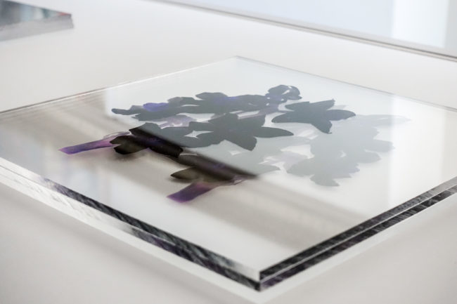 Numérisation directe de végétaux, fleurs, fruits. impressions UV altuglass. Perséphone d 22 x 22 cm. Narcissus poeticus II bis.