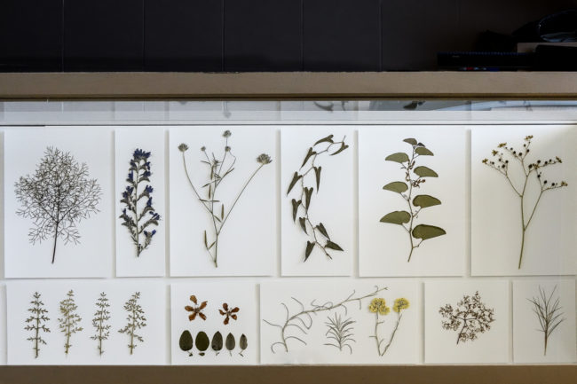 Herbier. Ferula communis (21.11.2019) Echium vulgare (13.6.2020) Bituminaria bituminosa (13.6.2020) Smilax aspera L. (13.10.2019) Aristolochia clematitis (13.6.2020) Ruta graveolens (13.6.2020) s (13.6.2020) Cydonia oblonga (11.3.2020) Helichrysum italicu m (15.6.2020) Artemisia Absintum (2010) Brachypodium ramosum (2010).